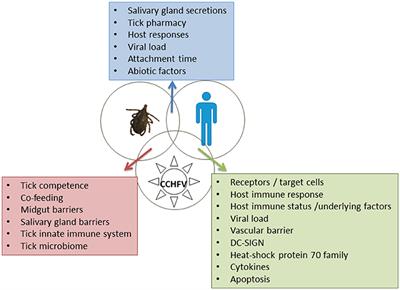 Crimean-Congo Hemorrhagic Fever: Tick-Host-Virus Interactions